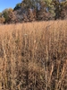 Large growth of the plants in Novenber