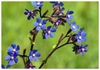 Anchusa azurea