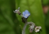 Close-up of a pale blue, sympetalous flower on a hairy stalk.
