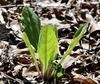 Rosette of elongate, pubescent leaves.