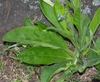 Rosette of hairy leaves & central stalk with blue flowers.