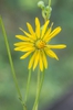 Silphium terebinthinaceum