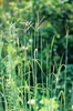 Andropogon gerardii