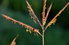 Andropogon gerardii