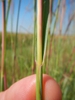 Andropogon gerardii