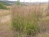 Andropogon gerardii