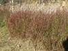 Stand of brown grass with white fluffy inflorescences.