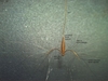 Close-up, labeled photo of a floret & associated structures.