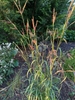 Clump of upright grass.