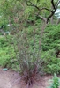 Upright clump of grass with purple foliage