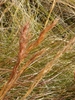 Inflorescence