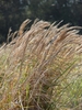 Tuft of grass with white fluffy inflorescences.