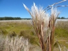 Tuft of grass with white fluffy inflorescences.
