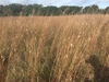 Fall color