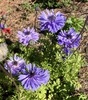 Form