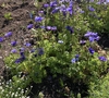 Form of a cultivar