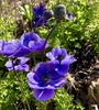 Blue flowers of a cultivar