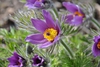 Anemone pulsatilla