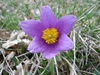 Anemone pulsatilla