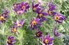 Anemone pulsatilla