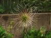 Anemone pulsatilla