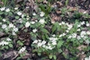 In a woodland setting