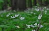 It can be a groundcover