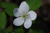 Five petaled white flower