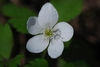 Five petaled white flower