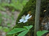 White erect flower