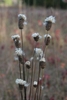 Thimble-like achenes