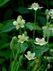 Form in bloom