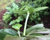 Eriocapitella x hybrida
