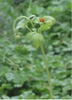 Stem, Leaves and fruit