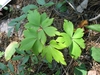 Green whorled compound leaves