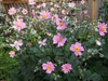 Anemone X hybrida