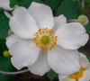 Anemone x hybrida 'Honorine Jobert'