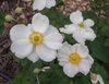 Anemone x hybrida 'Honorine Jobert'