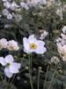 Anemone x hybrida 'Honorine Jobert'