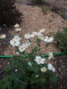 Anemone x hybrida 'Honorine Jobert'