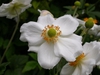Anemone X hybrida