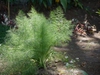 Anethum graveolens