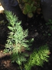 Anethum graveolens