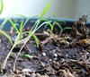 Anethum graveolens