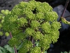 Form