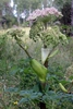 flower and leaves