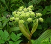 Side view of flower cluster