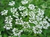 Clusters of greenish-white flowers
