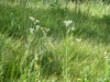 Native habitat