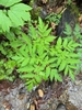 Green leaves